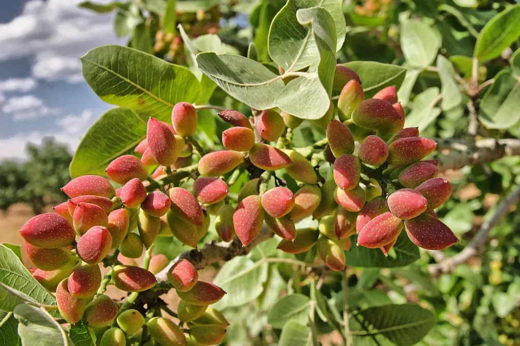 orzechy pistacje